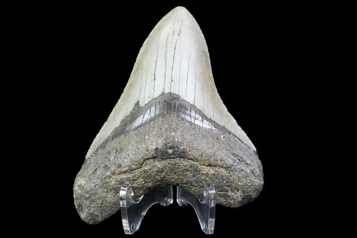 Bargain, Megalodon Tooth - North Carolina #76298